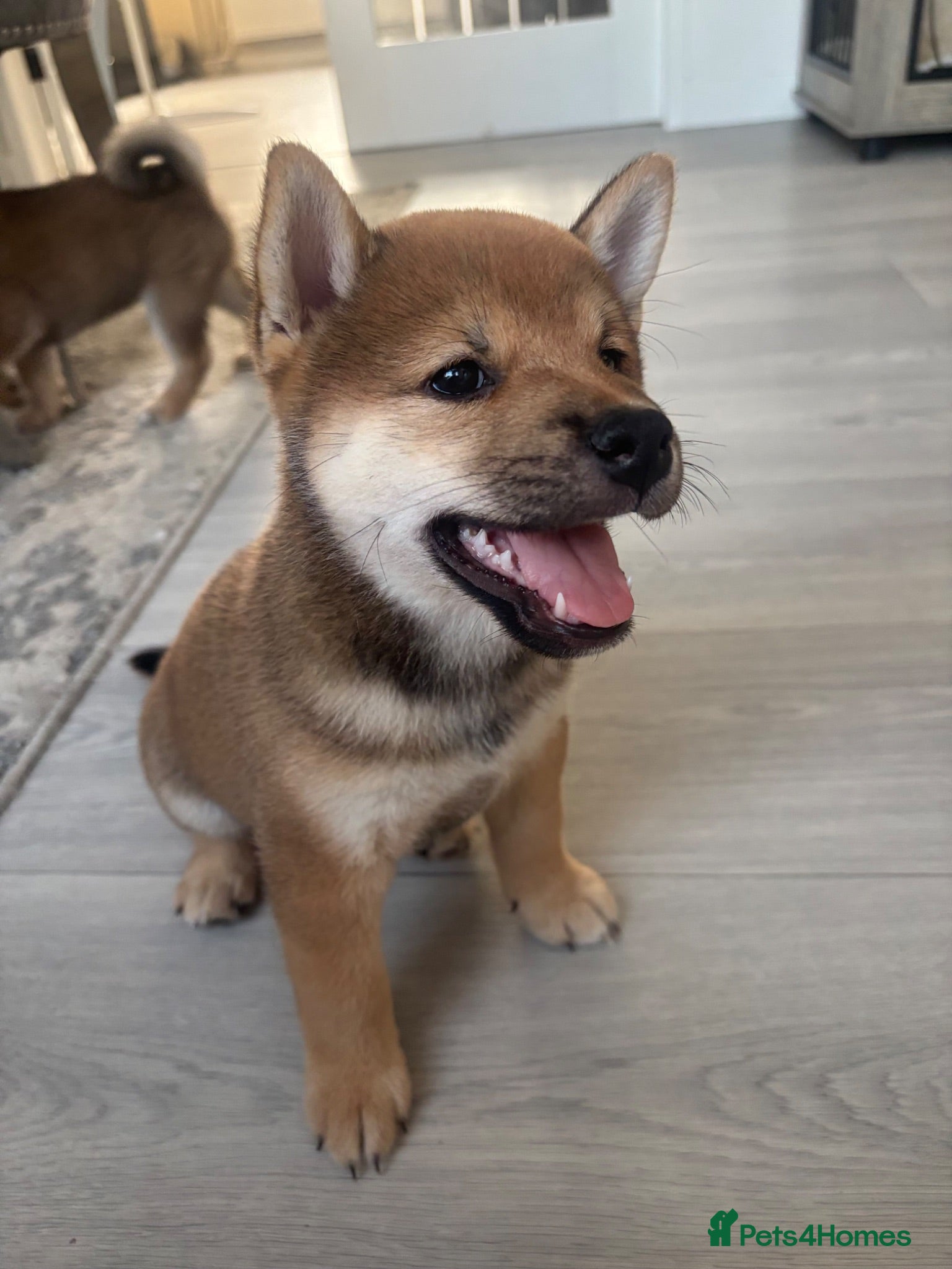 Japanese Shiba Inu dogs Japanese Shiba Inu puppies - only 1 male left  - Advert 17