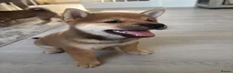 Japanese Shiba Inu dogs for sale: Japanese Shiba Inu puppies - only 1 male left  - Advert 2