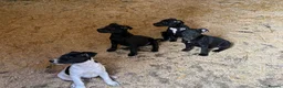 Patterjack dogs for sale: PatterJack Puppies 🐶 - Advert 3