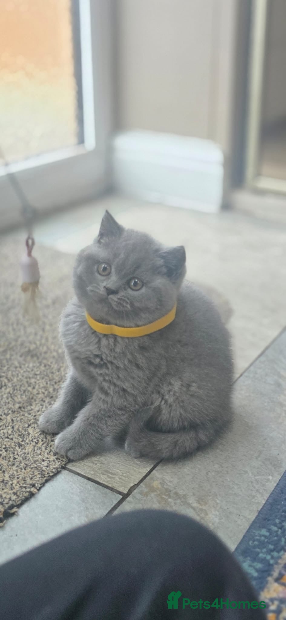 British Shorthair cats Chunky British shorthair  - Advert 1