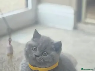 British Shorthair cats Chunky British shorthair - Advert 1