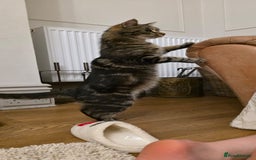 Maine Coon cats for sale: Tabby Maine coon x kittens. Ready to leave - Image 18