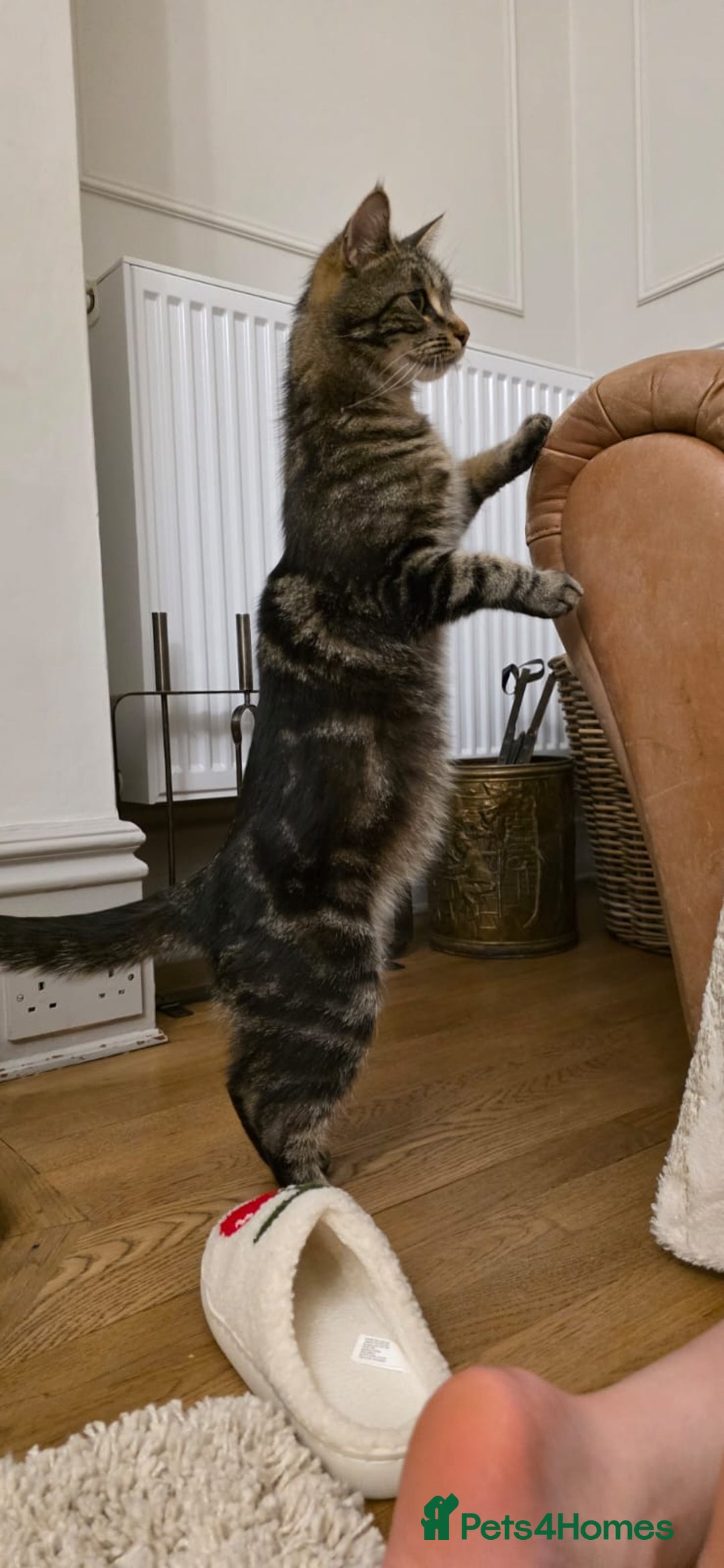 Maine Coon cats for sale: Tabby Maine coon x kittens. Ready to leave - Image 18