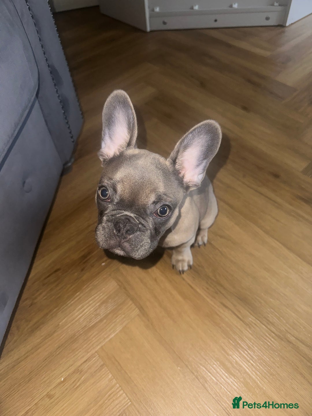 French Bulldog dogs for sale: Lilac Frenchie  - Advert 2