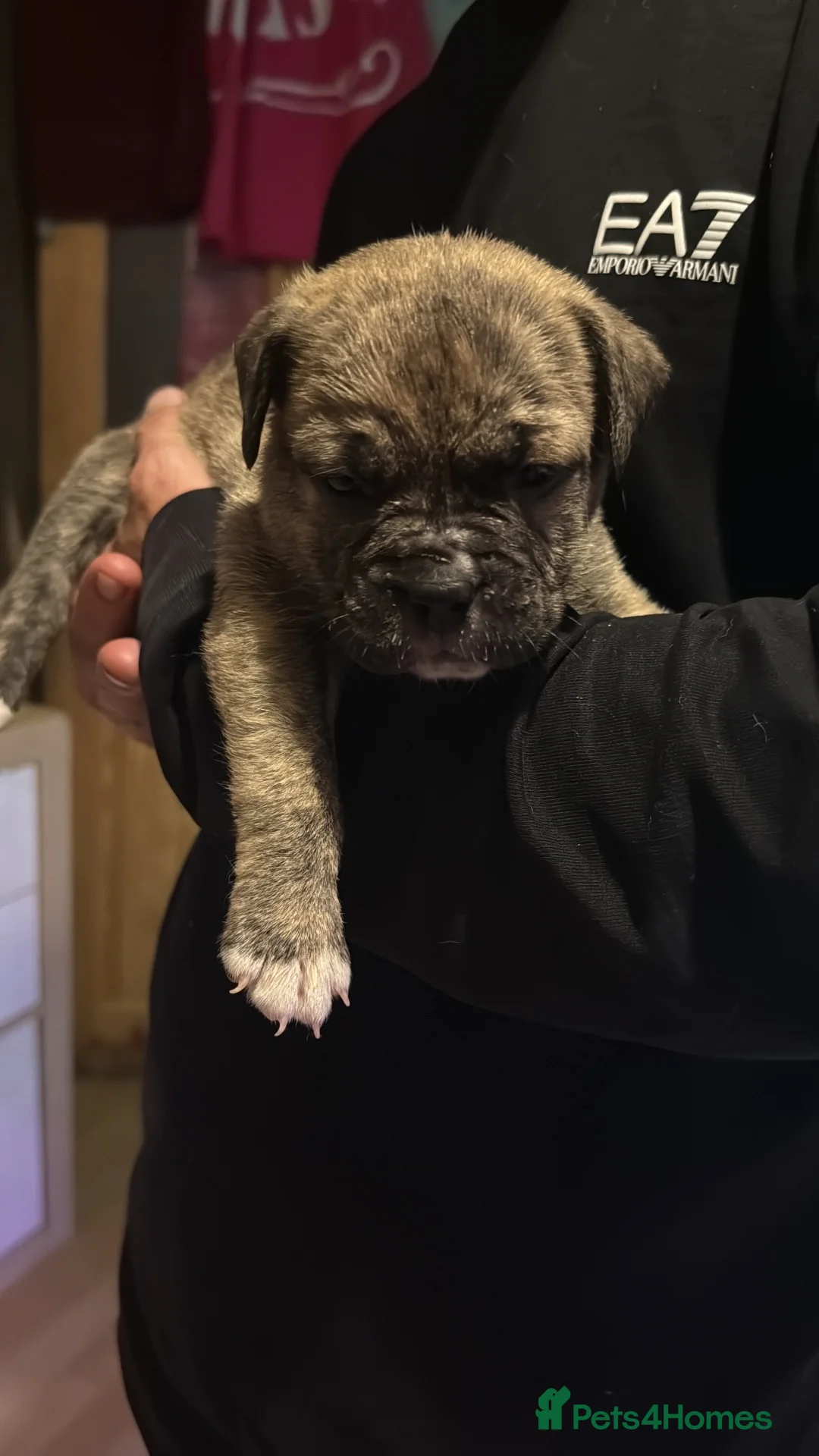 American Bulldog dogs for sale: 🐾 AMERICAN BULLDOG PUPPIES 🐾 in Stockport - Advert 2