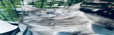 Maine Coon Kitten 6