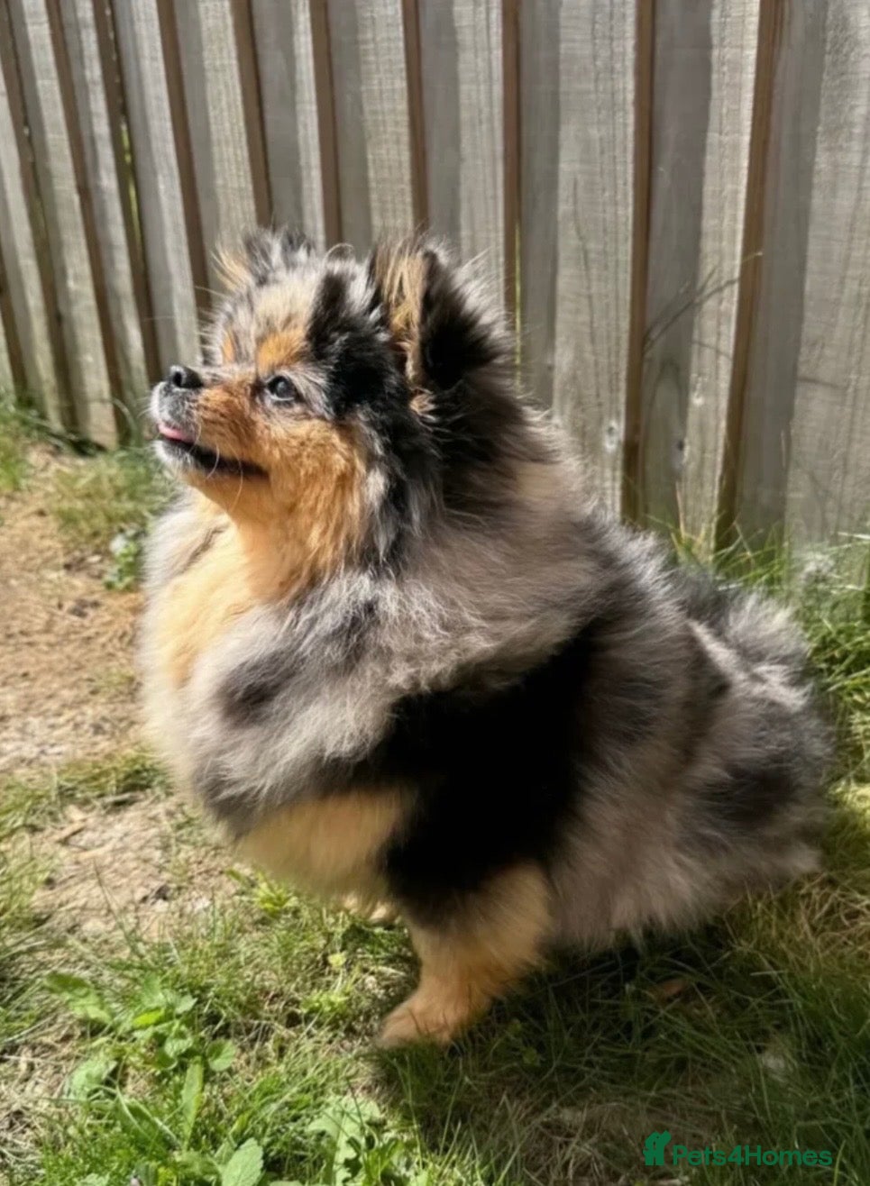 Pomeranian dogs Toy Pomeranian  - Advert 4