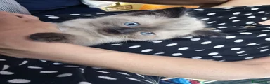 Mixed Breed Kitten 1