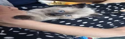 Mixed Breed cats for sale: Mixed cross Ragdoll babies - Advert 9