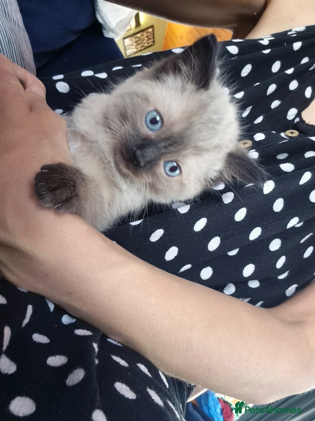 Mixed Breed cats for sale: Mixed cross Ragdoll babies - Advert 9
