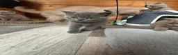 British Shorthair cats for sale: Selling british short hair kittens in Peterhead - Advert 10