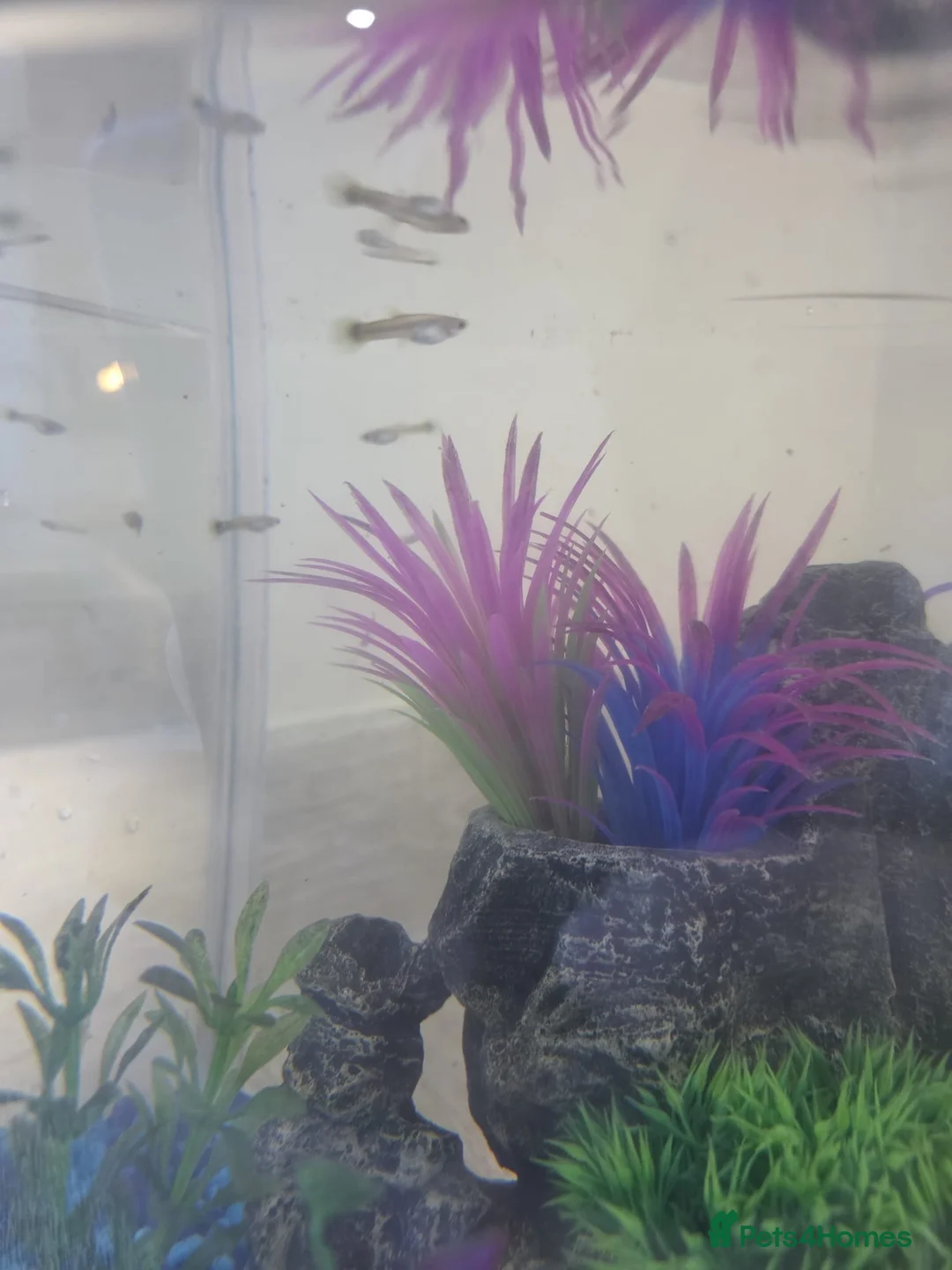 Mollies fish for sale: Guppy fry, ready 25 February - Advert 1