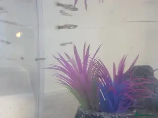 Mollies fish Christmas guppies for sale - Advert 3