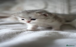 Scottish Fold cats for sale: Scottish fold - Image 4