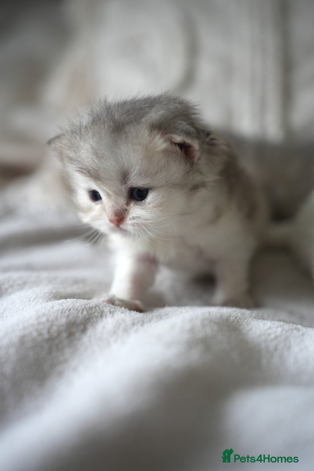Scottish Fold cats for sale: Scottish fold - Image 4