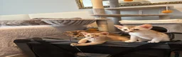 Abyssinian cats for sale: Abyssinian kittens  - Advert 20