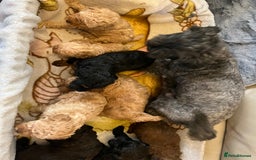 Shihpoo dogs for sale: beautiful shihpoo litter - Image 12