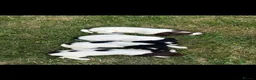 English Springer Spaniel dogs for sale: Springer Spaniel Puppies in Scunthorpe - Advert 5