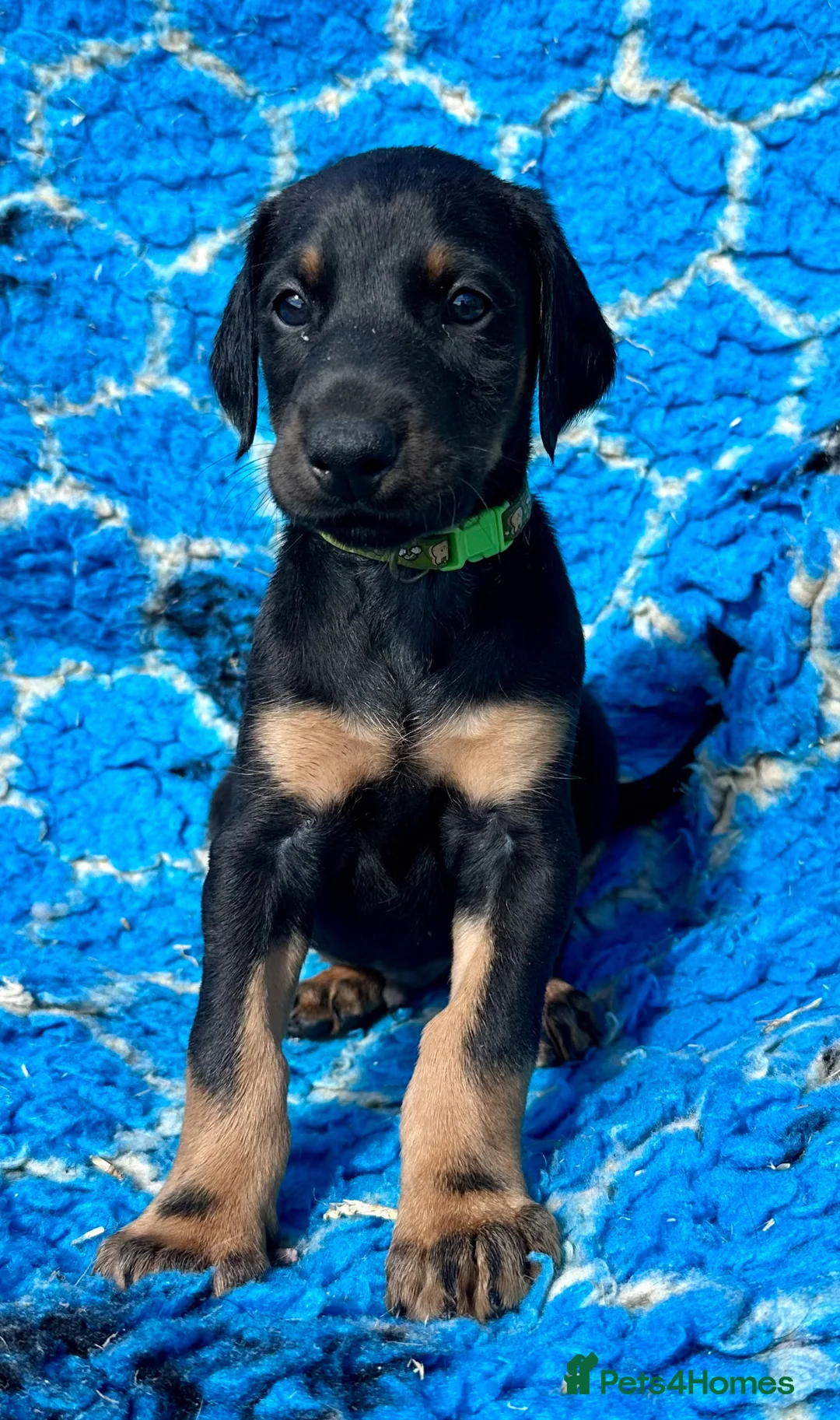 Dobermann dogs for sale: KC registered health tested Dobermann puppies  - Advert 1