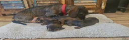 Dachshund dogs for sale: Standard Wirehaired Dachshund pups - Advert 7