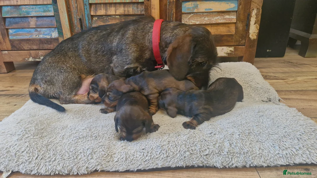 Dachshund dogs for sale: Standard Wirehaired Dachshund pups - Advert 7
