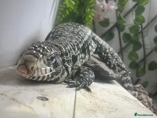 Lizard reptiles Black and white tegu for sale - Advert 19
