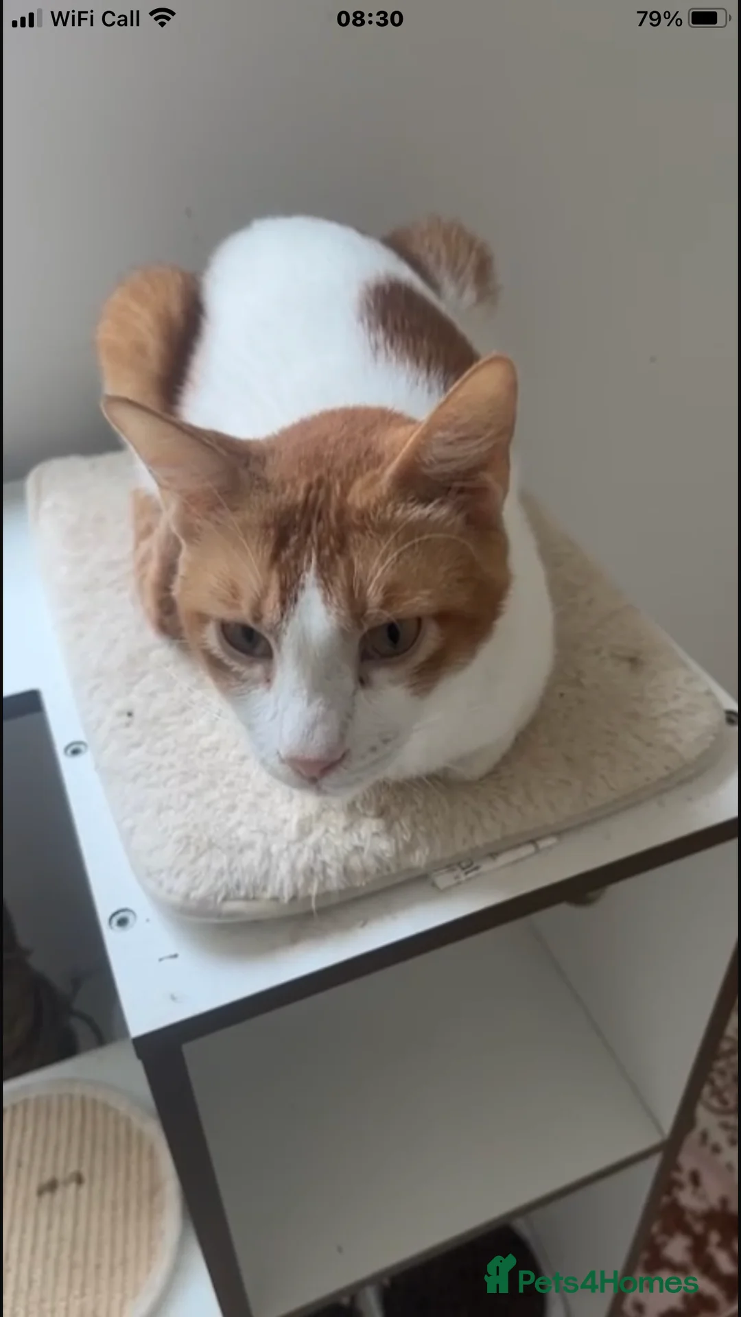 Mixed Breed cats for adoption: AZY - INTELLIGENT AFFECTIONATE KITTEN NEUTERED  - Advert 2