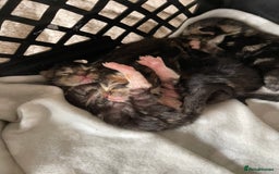 British Shorthair cats for sale: Gorgeous kittens - Image 15