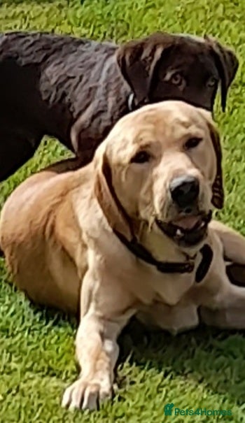 Labrador Retriever dogs Experienced KC extensively health tested lab stud  - Advert 1