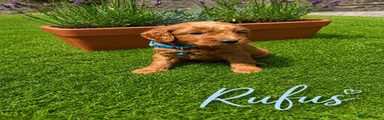 Rufus