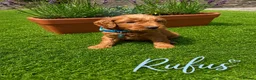 Cockapoo dogs for sale: F1 Fox Red Cockerpoo puppies. (Dad DNA tested) - Advert 8