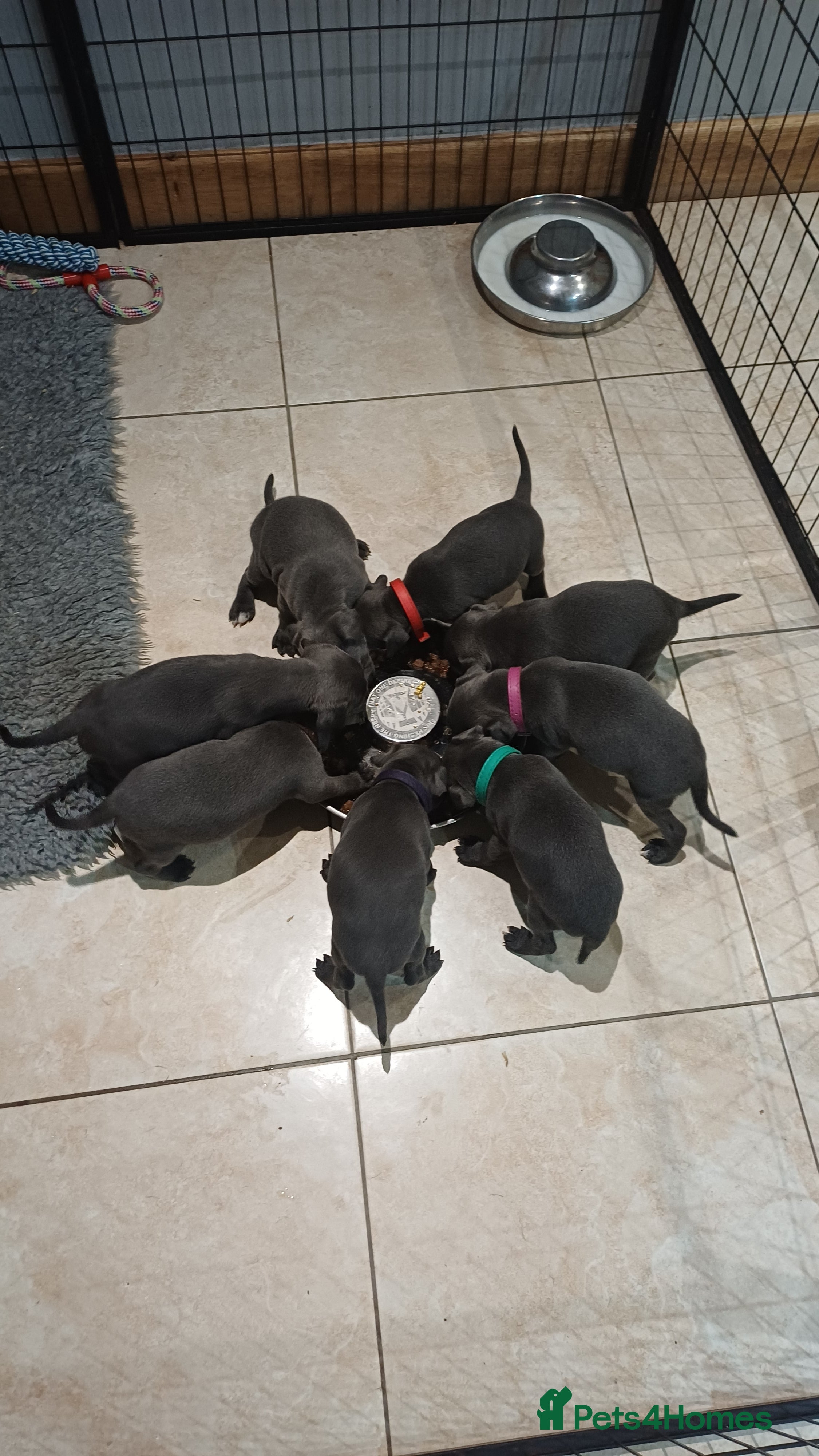 Staffordshire Bull Terrier dogs Beautiful blue staffy puppies  - Advert 3