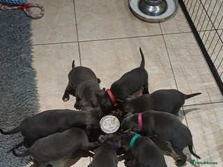 Staffordshire Bull Terrier dogs Beautiful blue staffy puppies - Advert 3