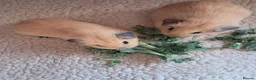 Guinea Pig rodents for sale: PURE CALIFORNIAN BABIES - Advert 3