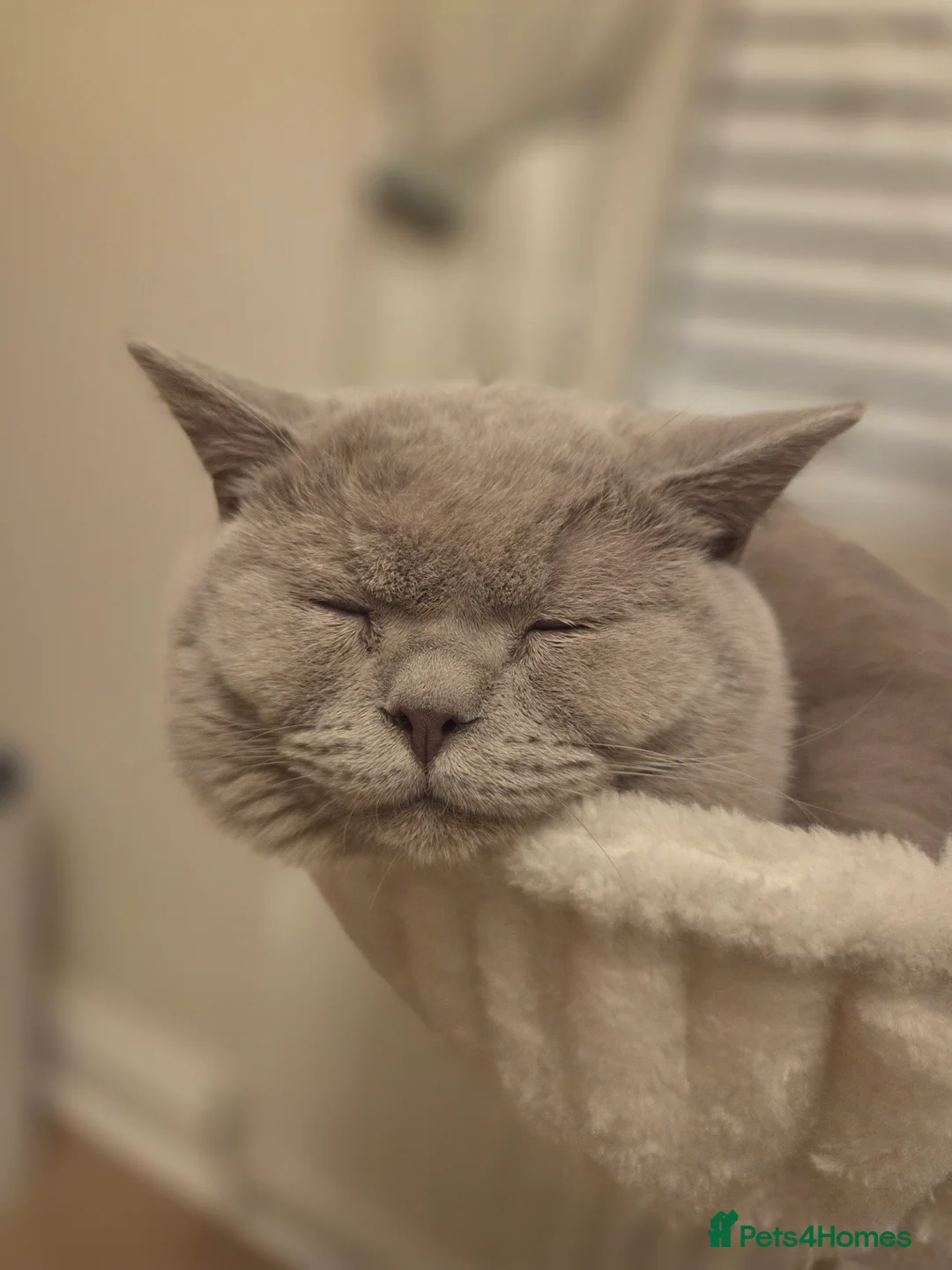 Mixed Breed cats for sale: Siberian and bsh kittens  - Advert 7