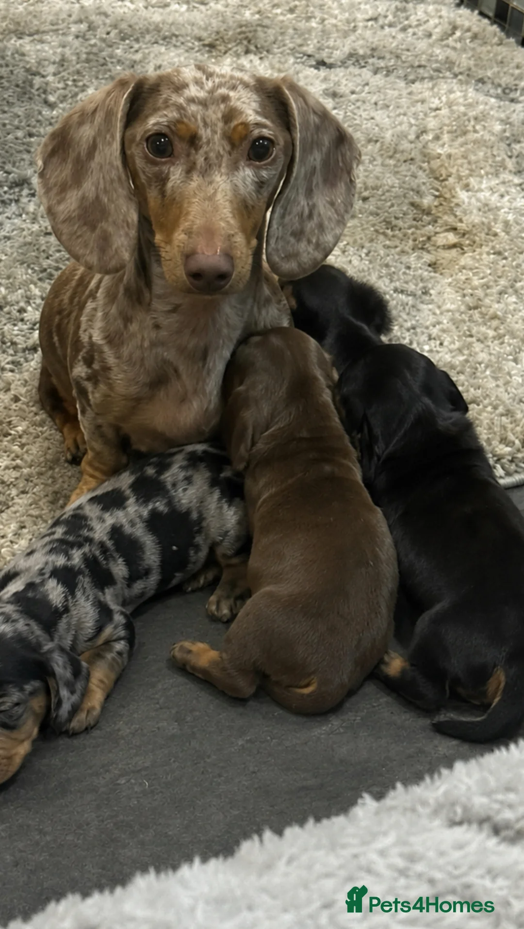Miniature Dachshund dogs for sale: ** PRA CLEAR MINI DACHSHUND PUPPIES ** - Advert 18