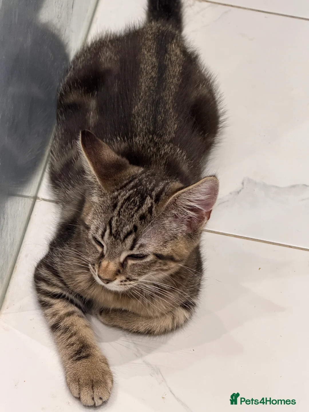 Mixed Breed cats for sale: Beautiful Maine Coon–type kittens available. - Advert 10