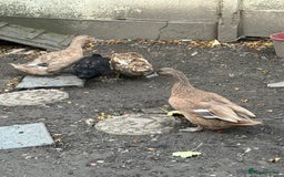 Ducks poultry for sale: 4 mixed ducks for sale - Image 1