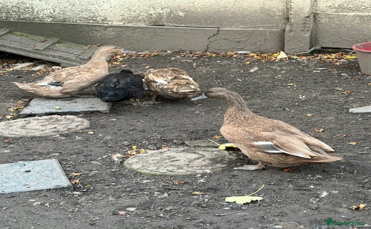 Ducks poultry - Advert 2
