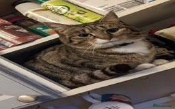 Mixed Breed cats for sale: Loving Home Wanted for Two Bonded Cats - Image 2