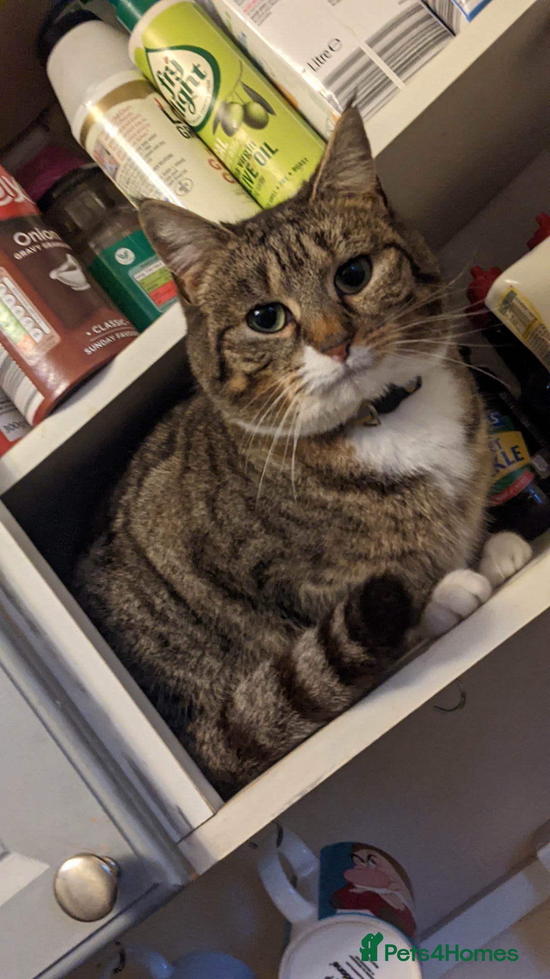Mixed Breed cats for sale: Loving Home Wanted for Two Bonded Cats - Image 2