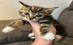 British Shorthair cats for sale: Stunning kittens available  - Image 16