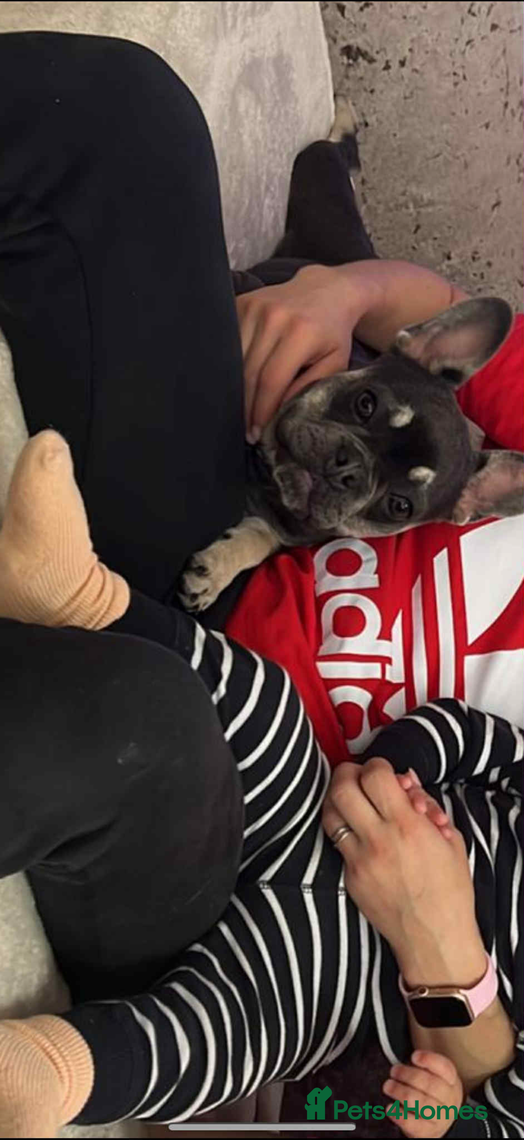 French Bulldog dogs for sale: Ova , it s a beautiful Dog Bulldog French  - Advert 2