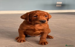 Labrador Retriever dogs for sale: Ready to leave - Exceptional Fox Red Labradors  - Image 4