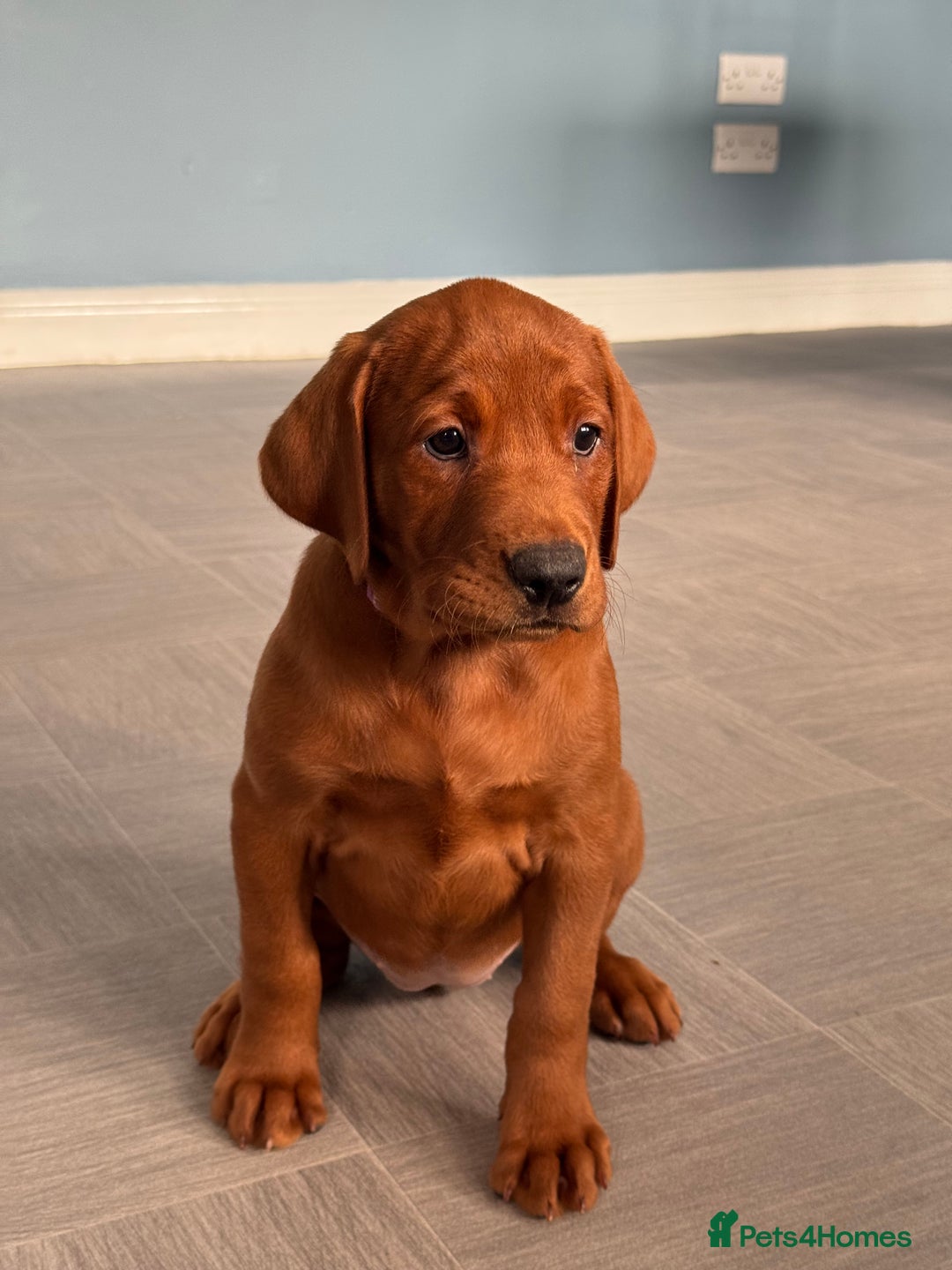 Labrador Retriever dogs for sale: Ready to leave - Exceptional Fox Red Labradors  - Image 4