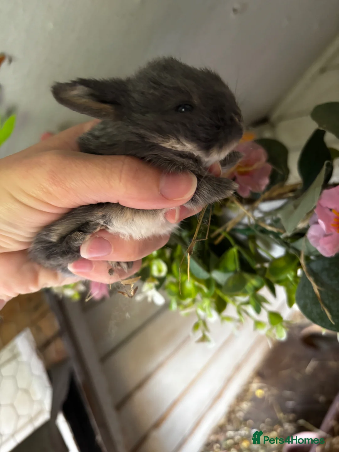 Mini Lop rabbits for sale: 6 Baby Mini Lops - Advert 2