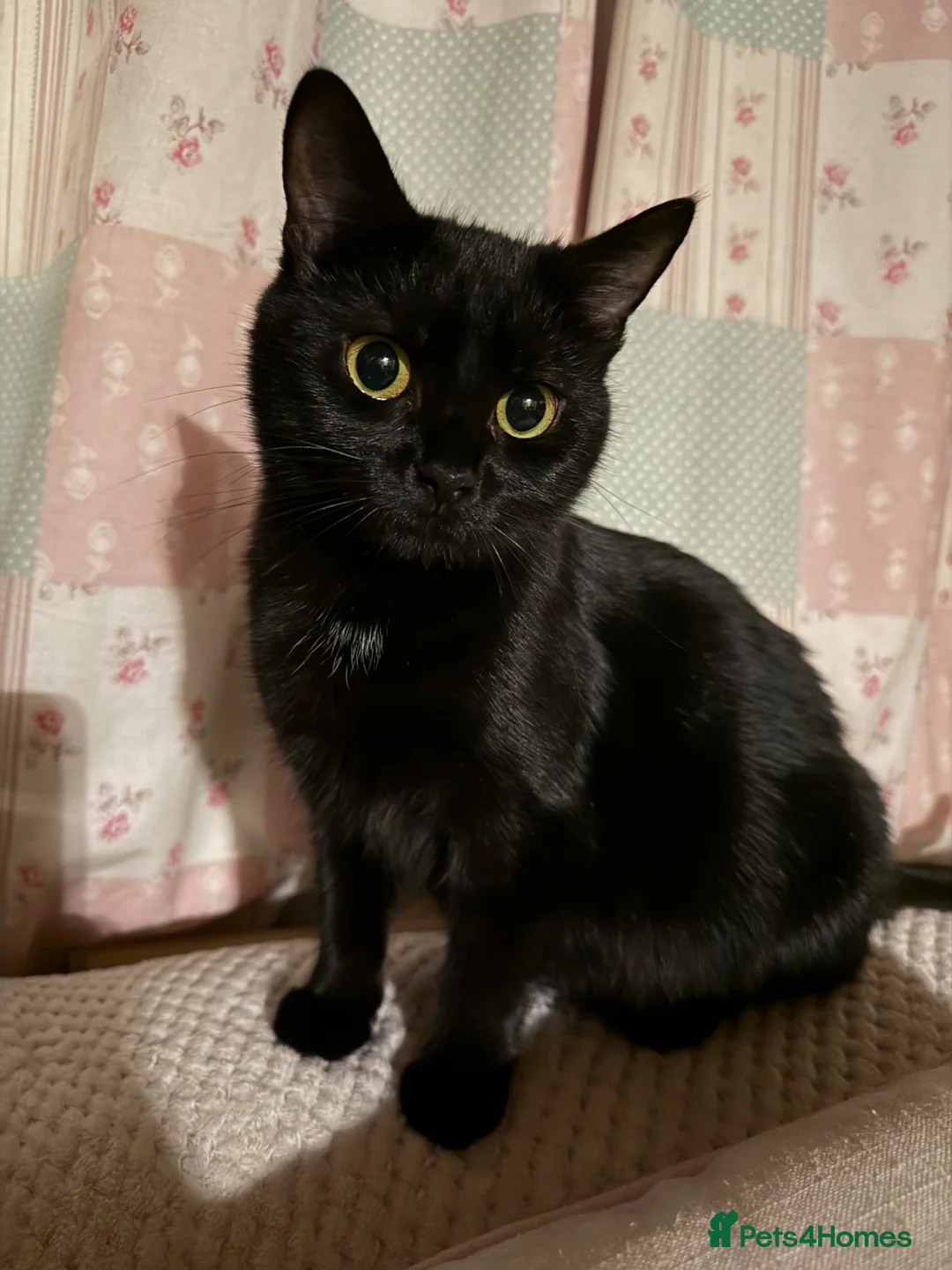 Maine Coon cats for sale: Maine coon mixed kittens - Advert 2