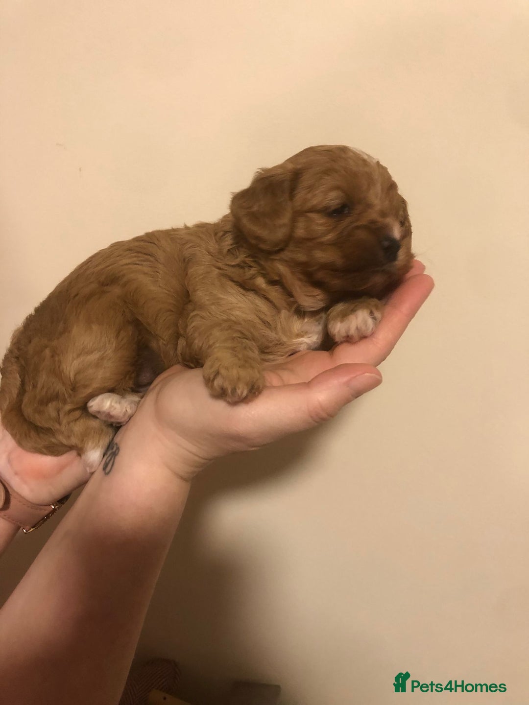 Cavapoo dogs for sale: Cavapoo - Advert 1