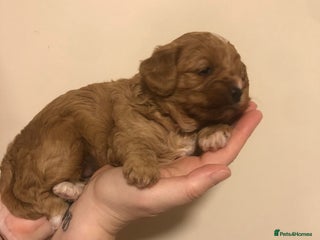 Cavapoo dogs Cavapoo - Advert 8