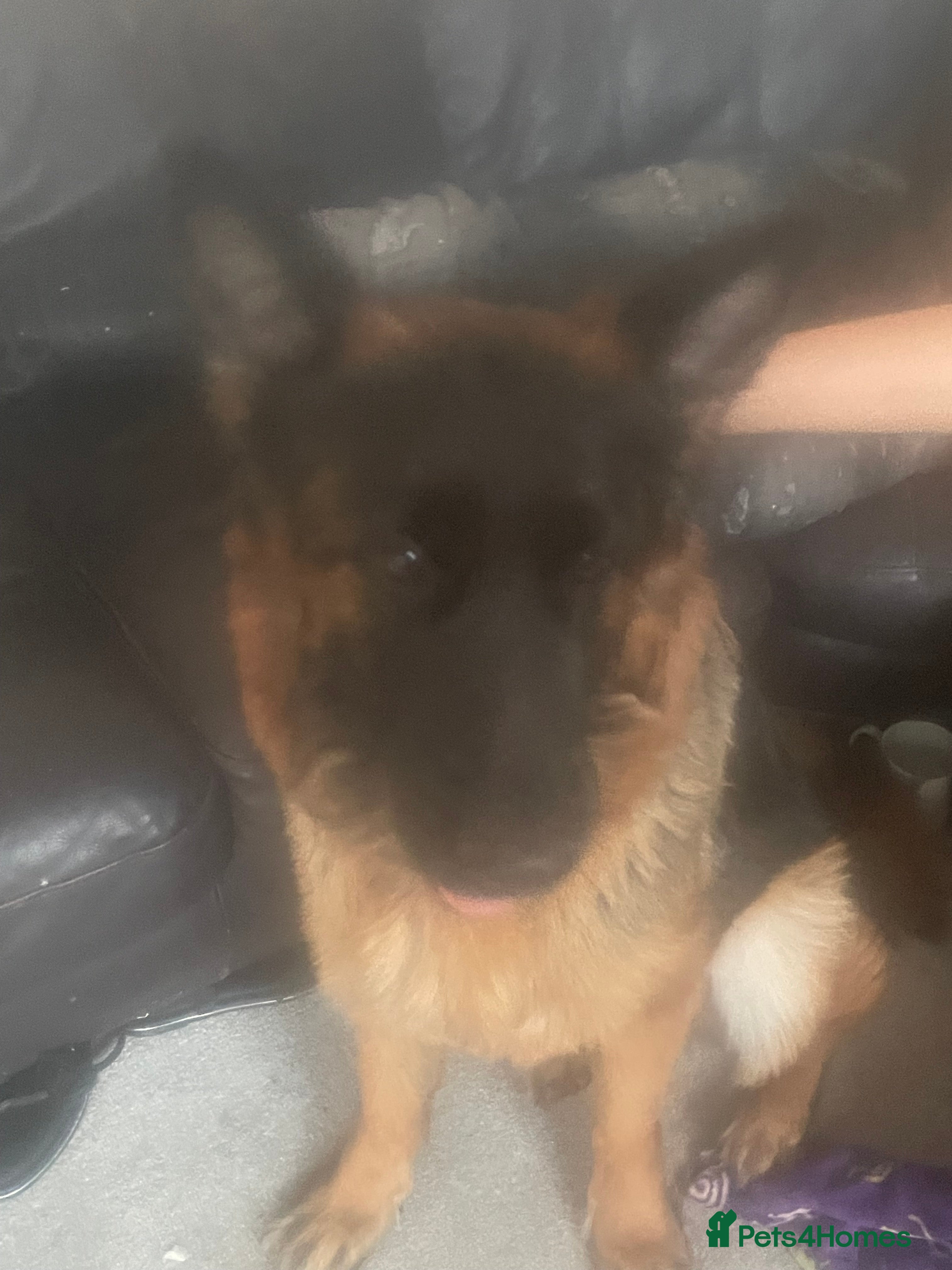 German Longhaired Pointer dogs Female German Shepherd - Advert 1